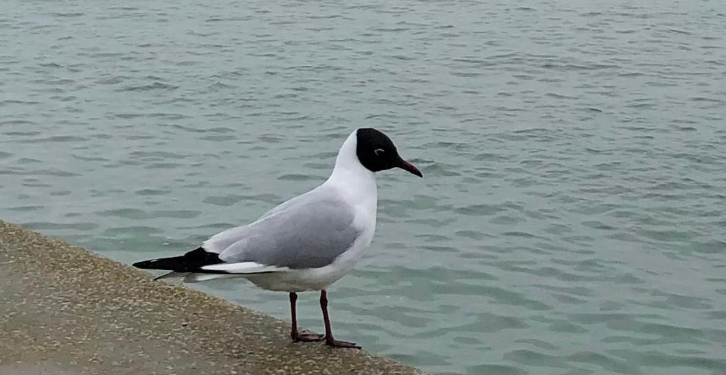 Nuit Insolite Sur Un Voilier Au Coeur De La Rochelle La Rochelle  Dış mekan fotoğraf